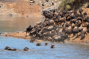 Masai Mara National Reserve Kenya