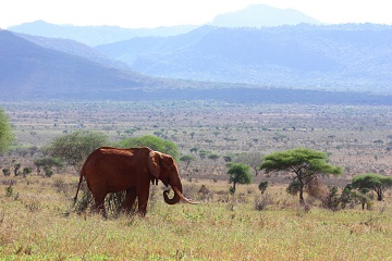 Tsavo National Park Kenya